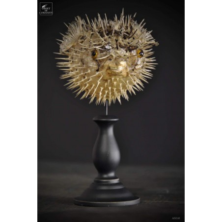 Diodon 15CM sur socle noir