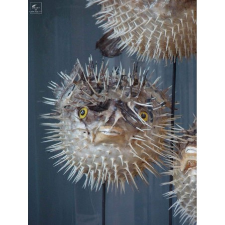 globefish under glass