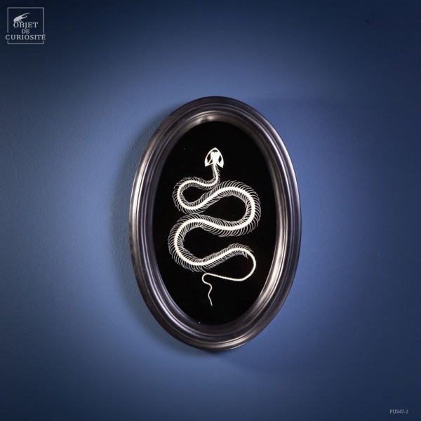 Tableau de squelette de couleuvre...