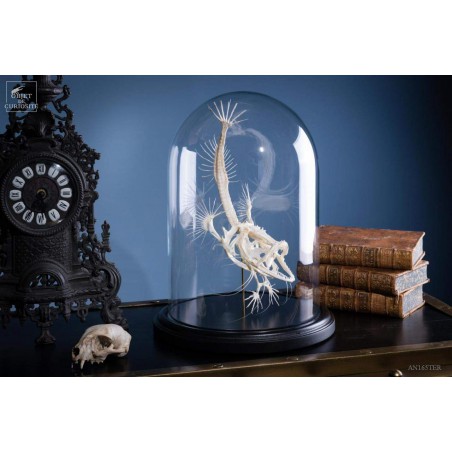 Squelette de baudroie sous globe PM