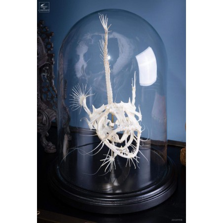 Squelette de baudroie sous globe PM