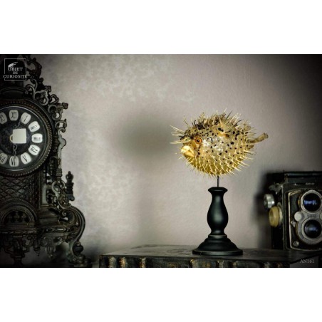 Diodon 15CM sur socle noir