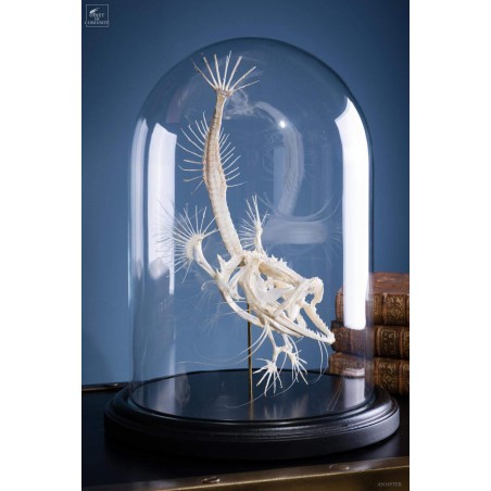 Squelette de baudroie sous globe PM