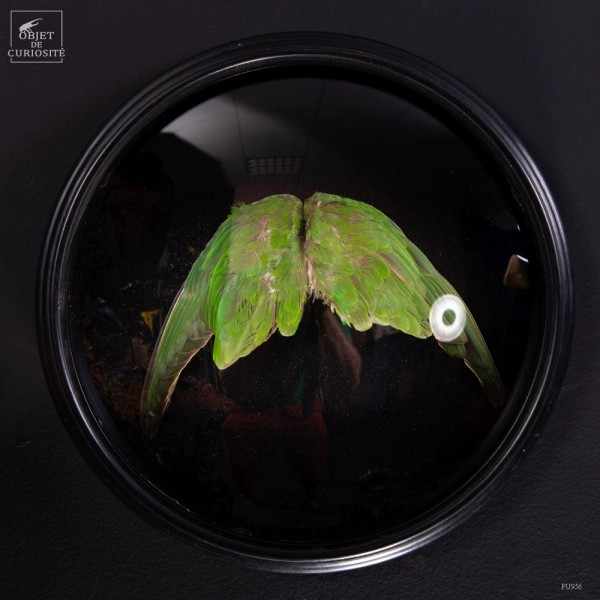 Pair of wings of peache-faced...