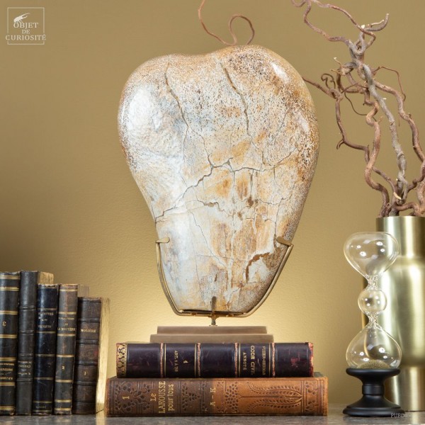 Humeri head of a sauropode dino...