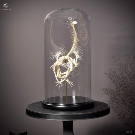 Angler fish skeleton under glass Angler fish skeleton under glass