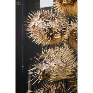 Diodons en famille  (9) sous globe TGM 2