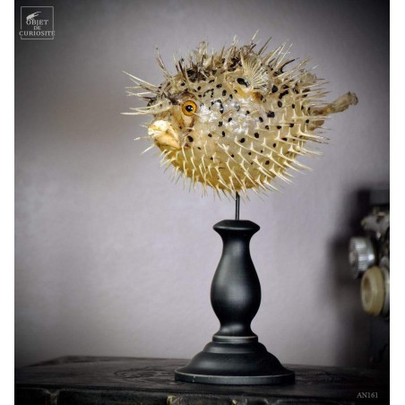 Diodon 15CM sur socle noir