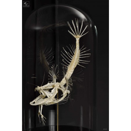 Angler fish skeleton under glass Angler fish skeleton under glass