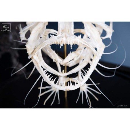 Squelette de baudroie sous globe PM