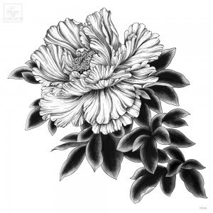 Pivoine encre noir,...