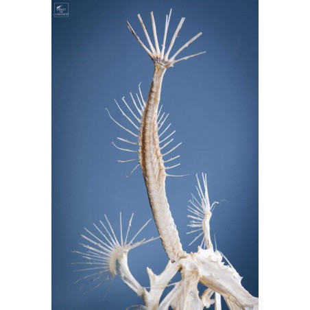 Squelette de baudroie sous globe PM