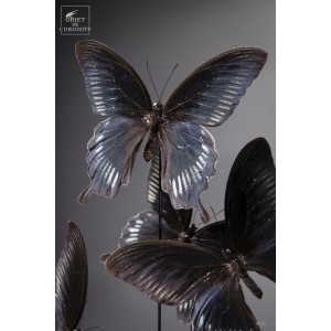 5 butterflies DEIPHOBUS... 2