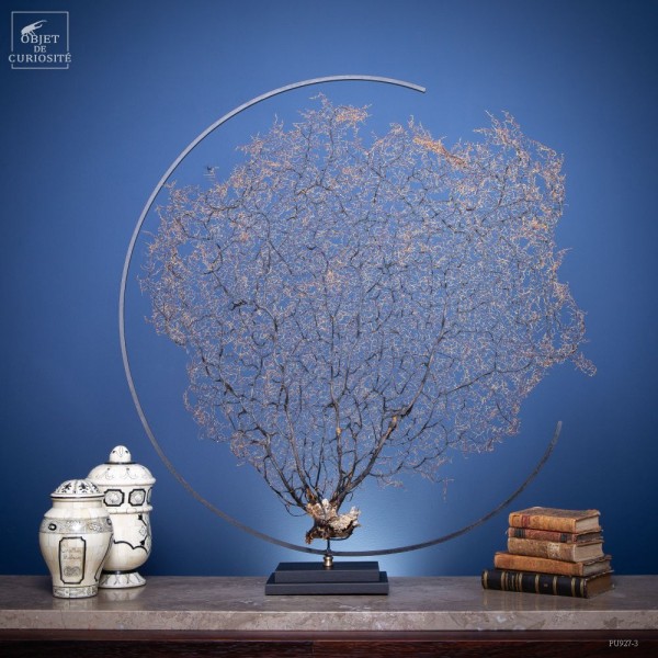 Large black sea fan in metal circle