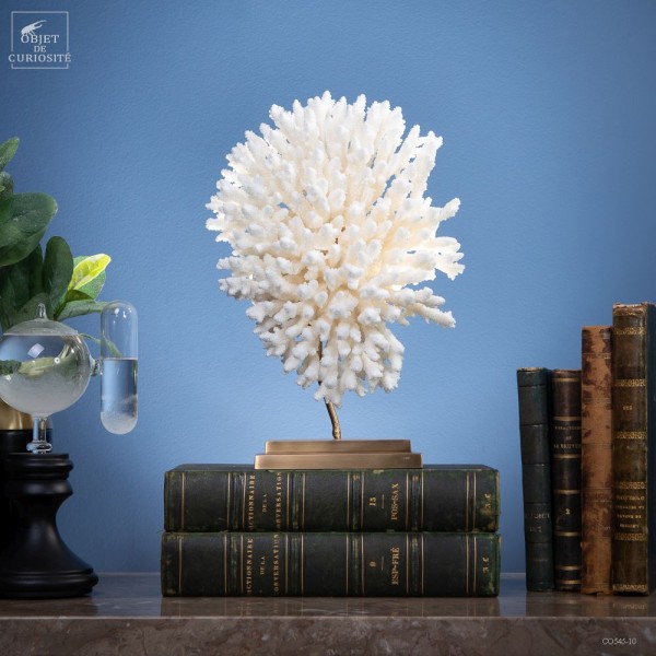 White coral -ACROPORA LATISTELLA-...