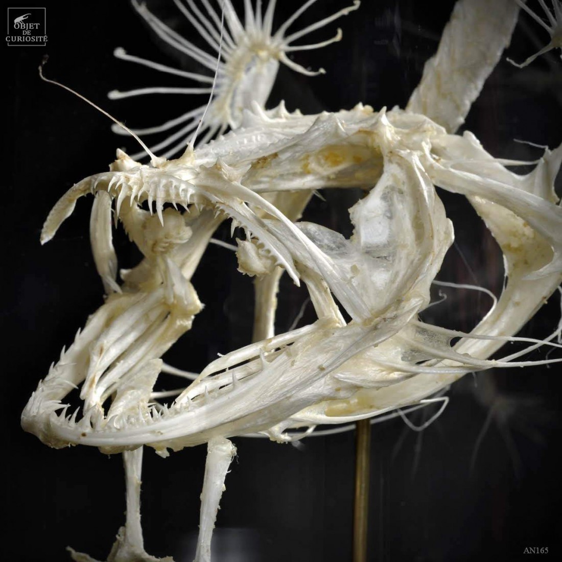 Angler fish skeleton under glass Angler fish skeleton under glass