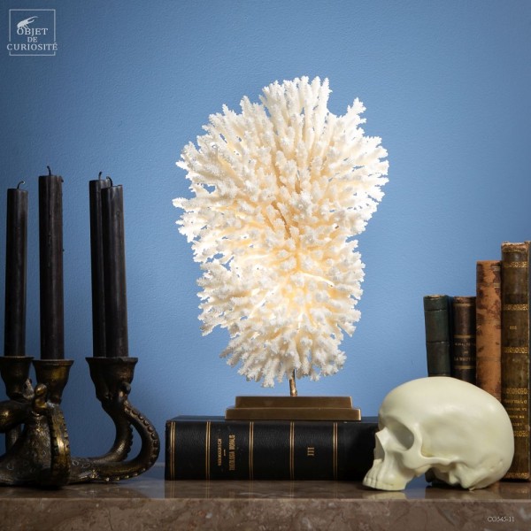 White coral -ACROPORA LATISTELLA-...