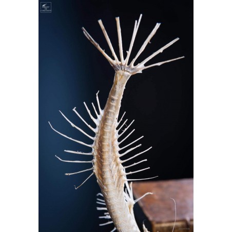 Squelette de baudroie sous globe PM