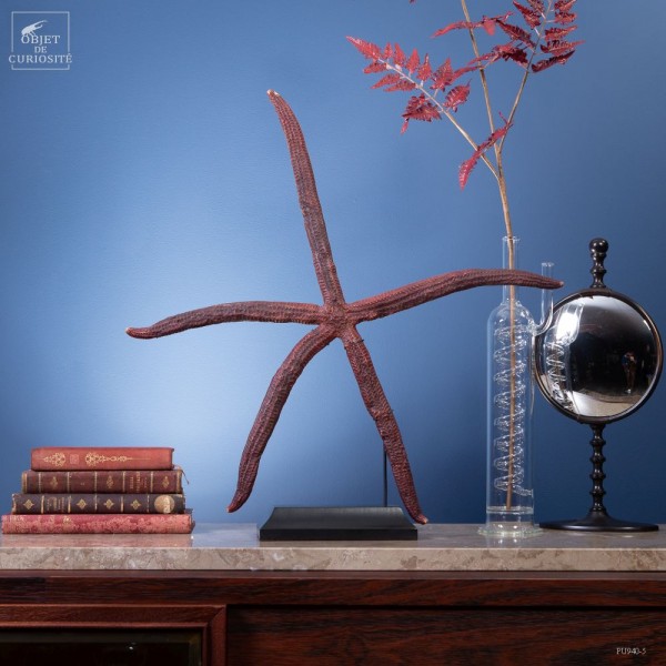 Etoile de mer 5 branches géante