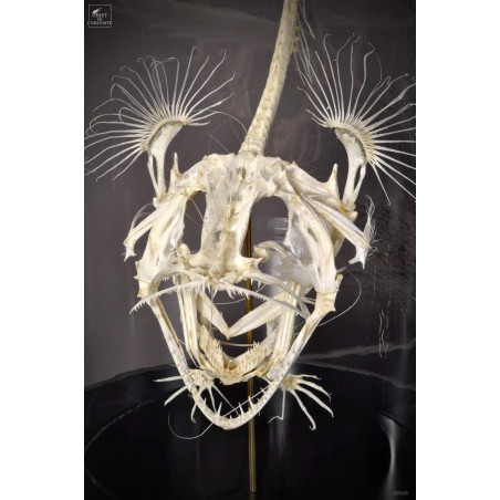 Angler fish skeleton under glass Angler fish skeleton under glass