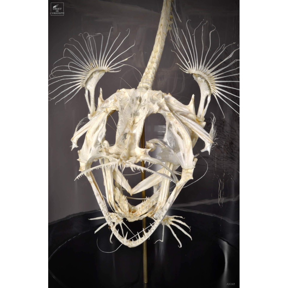 Angler fish skeleton under glass Angler fish skeleton under glass