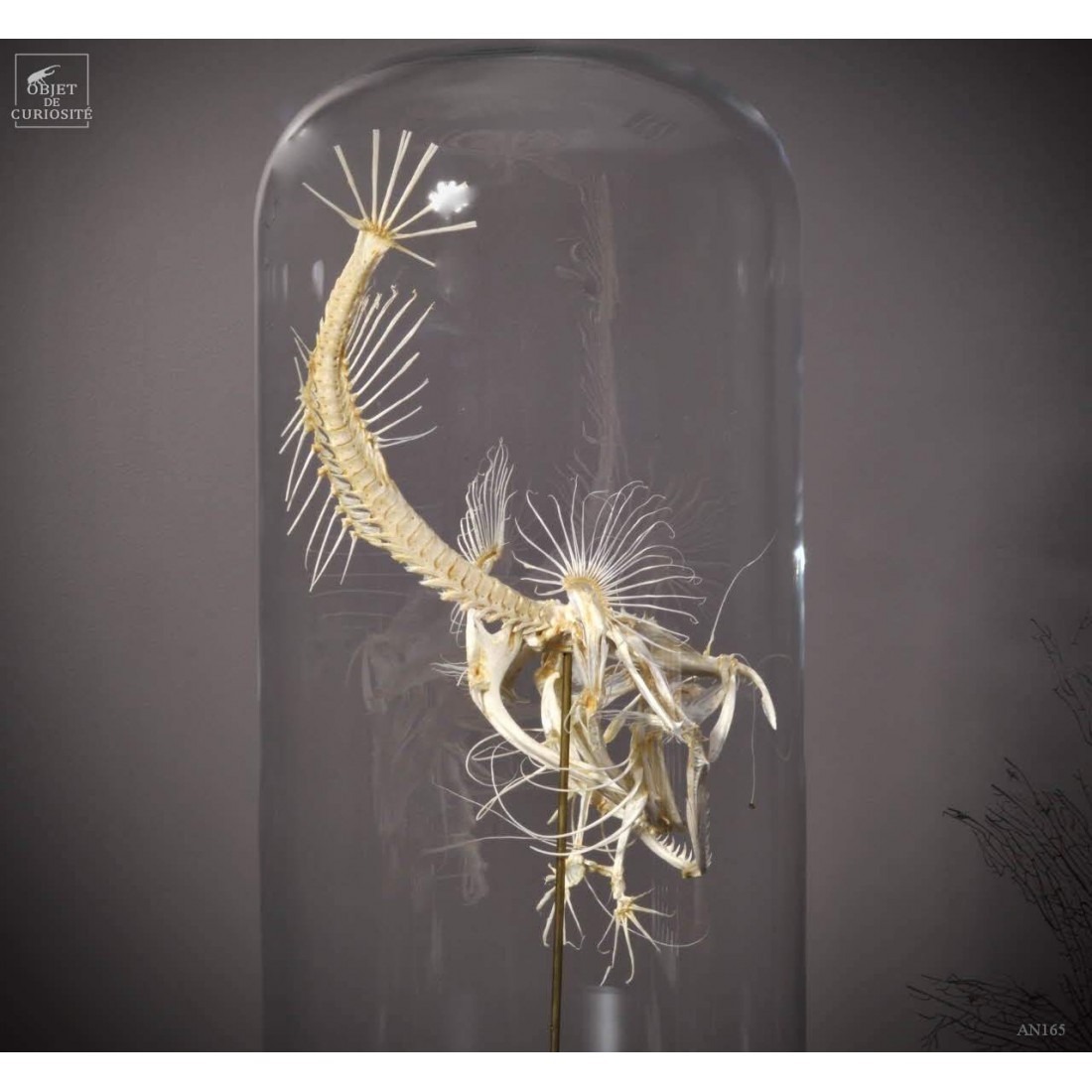 Angler fish skeleton under glass Angler fish skeleton under glass