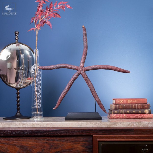 Etoile de mer 5 branches géante