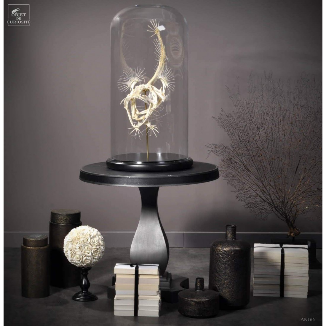 Angler fish skeleton under glass Angler fish skeleton under glass