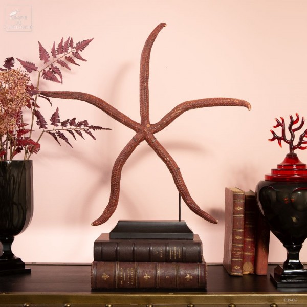 Giant LINCKIA sp. starfish