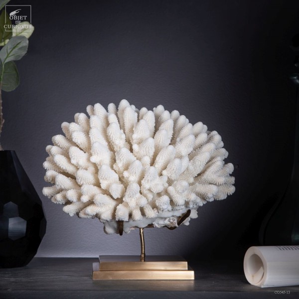 White coral ACROPORA HUMILIS