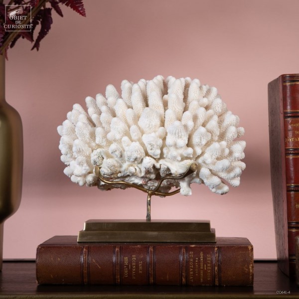 Corail blanc Finger ACROPORA HUMILIS