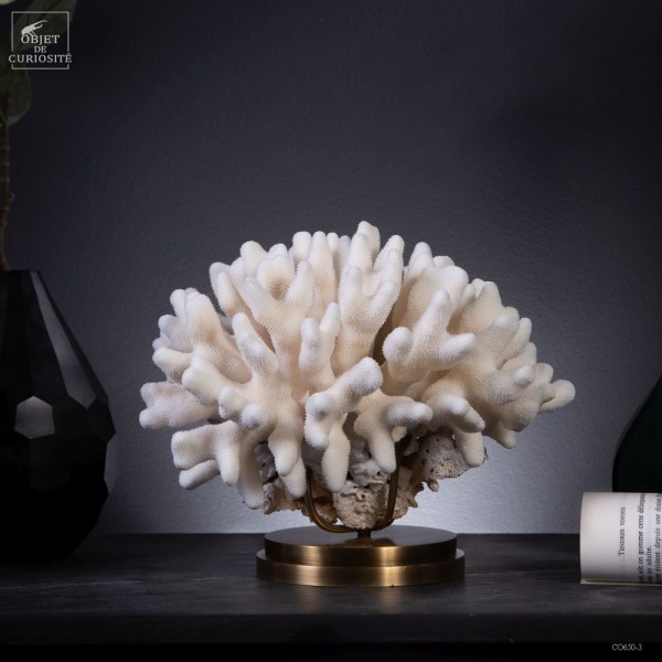 Corail STYLOPHORA PISTILLATA sur laiton