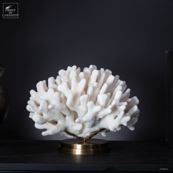 Corail STYLOPHORA PISTILLATA sur laiton