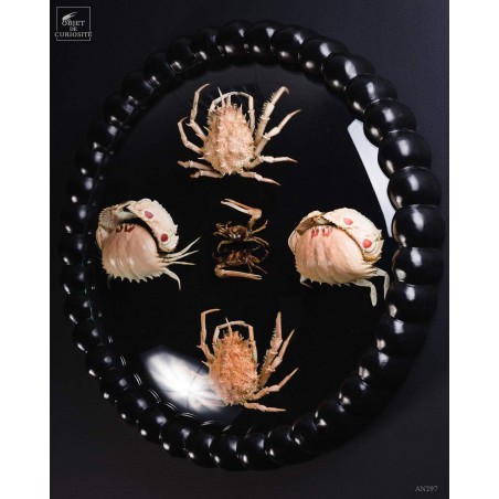 Family of 3 crabs in frame