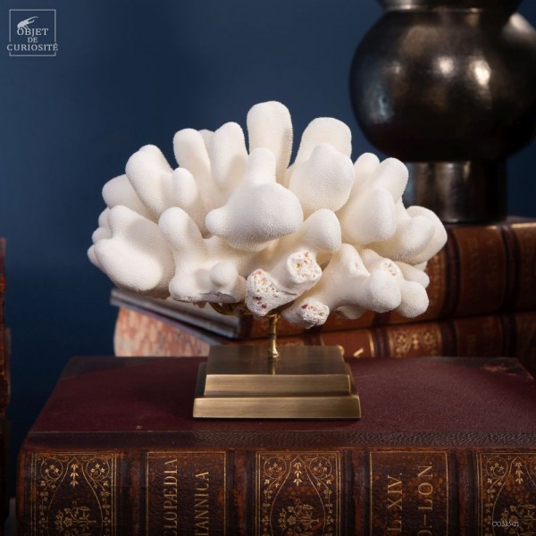 White coral - STYLOPHORA PISTILLATA