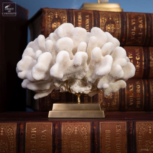 Corail STYLOPHORA PISTILLATA, base...