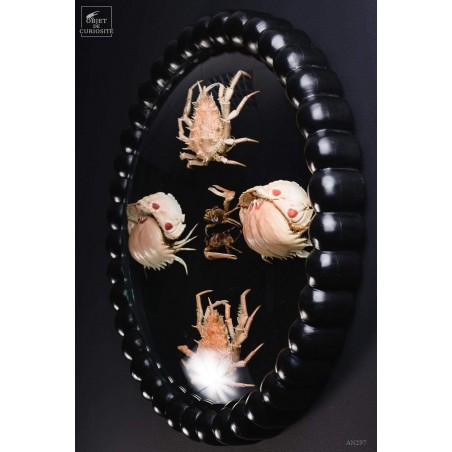 Family of 3 crabs in frame