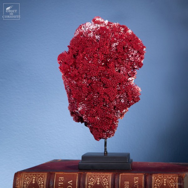 Red TUBIPORA MUSICA coral