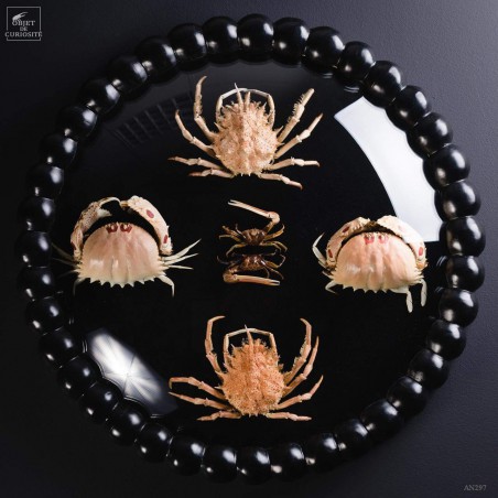 Family of 3 crabs in frame