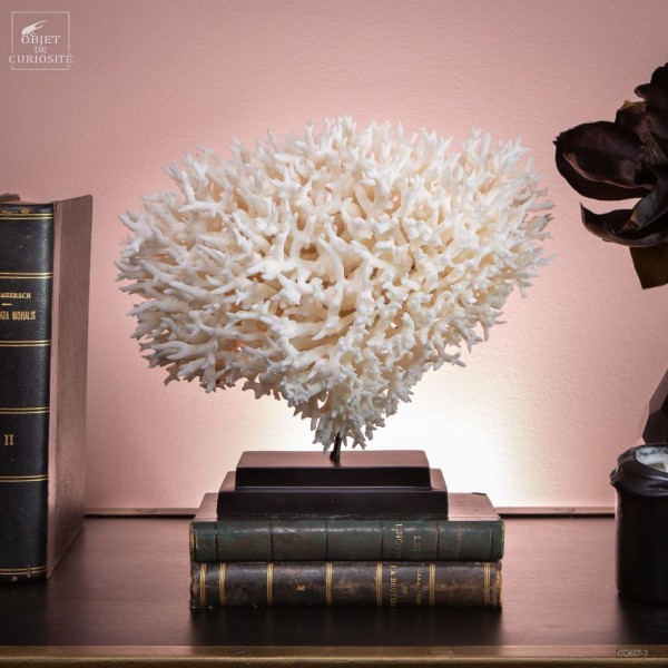 White coral SERIATOPORA HYSTRIX
