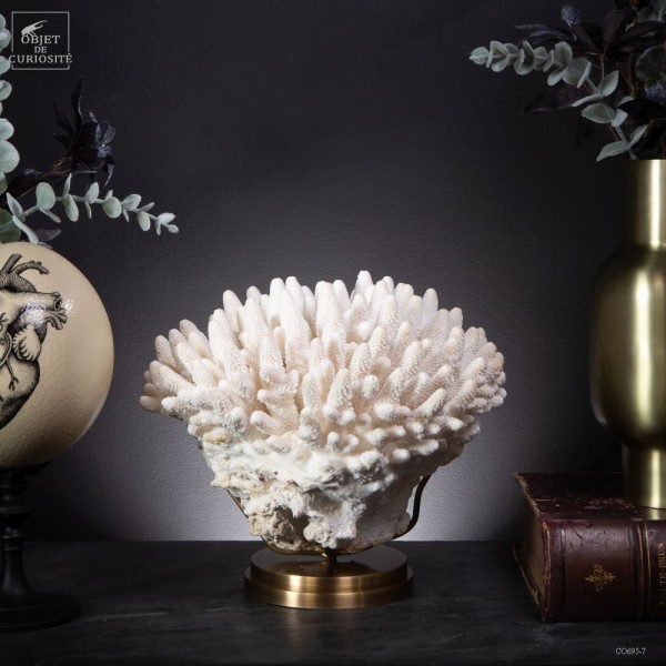 Corail blanc Finger ACROPORA HUMILIS,...