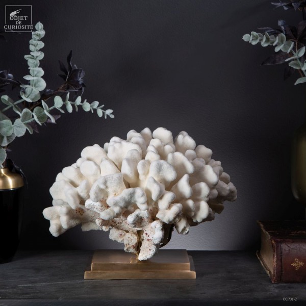 Corail STYLOPHORA PISTILLATA sur laiton