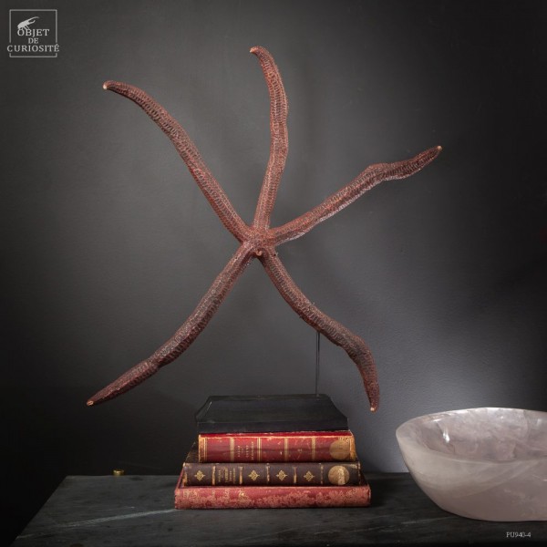 Etoile de mer 5 branches géante