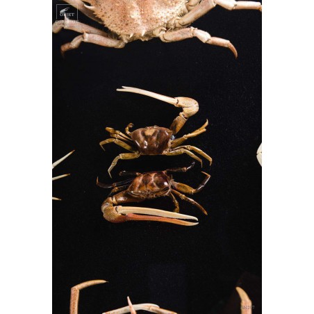 Family of 3 crabs in frame