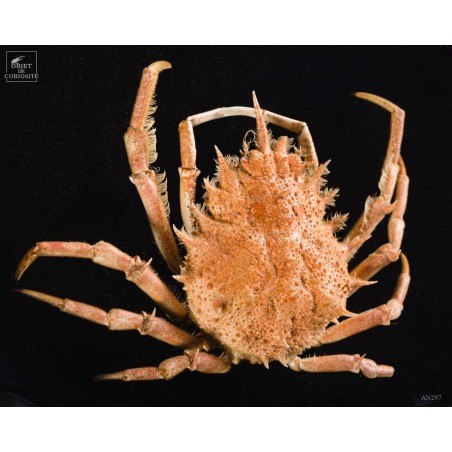 Family of 3 crabs in frame