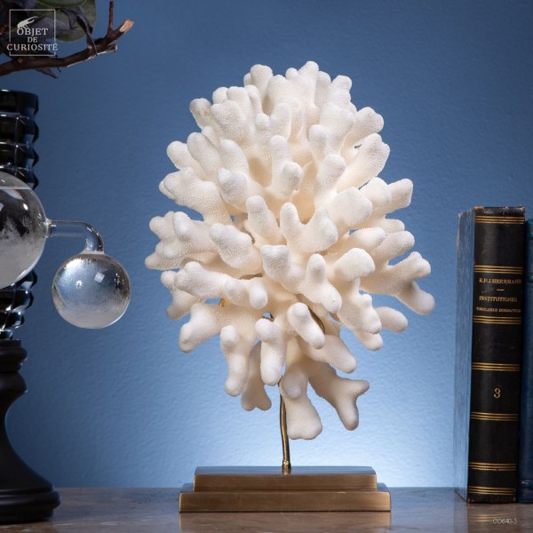 Corail STYLOPHORA P. sur laiton