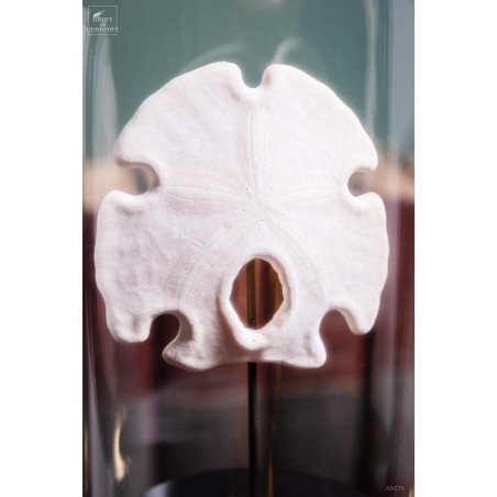  Sand dollar under glass