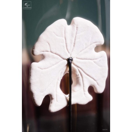  Sand dollar under glass