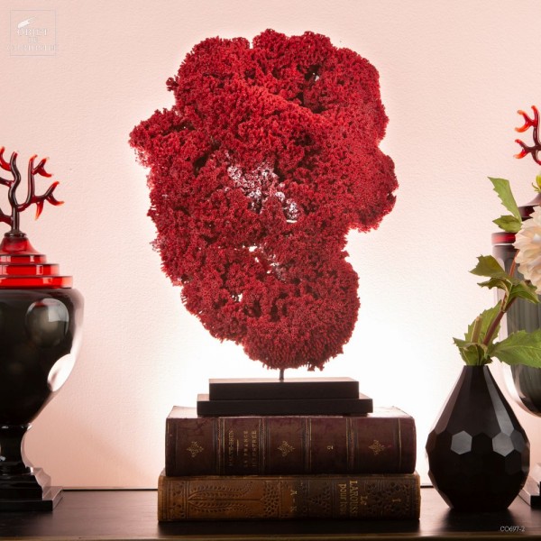 Corail rouge TUBIPORA MUSICA sur base...