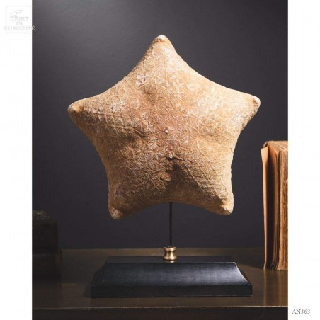 Starfish - Halithyle regularis- on black base